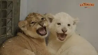 Deux bouches en plus à nourrir - Léo & Zeus 🦁🦁
