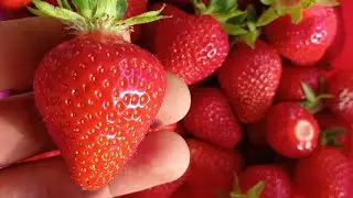 Ещё одно хобби. Клубника 🍓😋