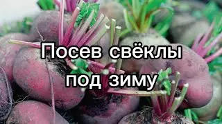 Посадка свёклы под зиму