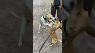 Понтик и его новый друг ☺️