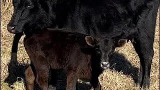 Milk mustache! Smokey lovin’ life!