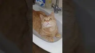 мама знает что я вандал 