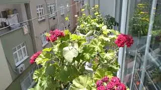 Bayram Temizliği Ciceklerimi ve Camımı Temizledim 🤲🤗💞💐👍