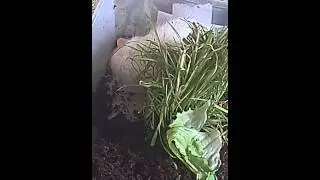 Rescue rat thinks digging is fun!