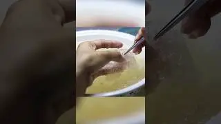 Съедобные гнёзда. Суп из птичьих слюней