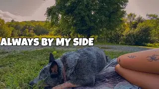 How I taught my Dog to Heel
