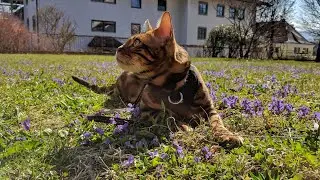 Bengal cat walking