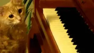 Смотреть всем! Кошка играет на пианино