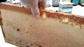 Заглянул в улья и куда подевались пчёлы.