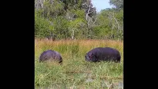 Hippopotamus 🦛in the forest||#shorts #hippopotamus #forest