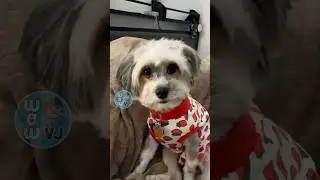 Komi-Chan The Malshi Doggo’s New Haircut 🥹 #shorts #dog #pets