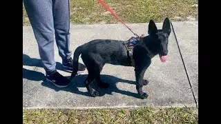 My 16-Week-Old Belgian Malinois Cognitive Abilities