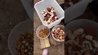 Karelia's Boletus Mushrooms, September 14, 2023, Part 6