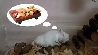 Sushi for hamster
