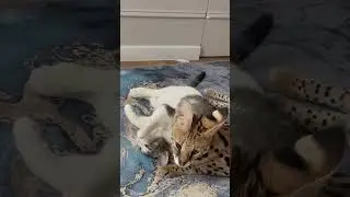 Он не сел на лицо ей сегодня 🤣 сколько секунд до Махыча?