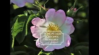 12 Hidden uses of Rose Petals