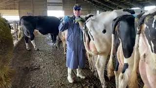 Do Cows Get Cold? - Body Temperature Variations in Dairy Cattle
