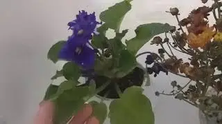 огород на балконе