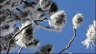 Spring ice storm on Cerro Noroeste, California, March 23, 2009