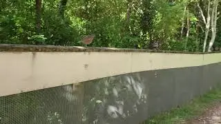Cute California Quails