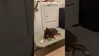 Dog eats celery ASMR #asmr #puppy