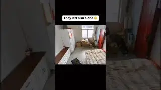 как вы думаете кот правильно поступил?