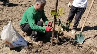 #avokado#yetiştiricilik&AVOKADO FİDAN DİKİMİ