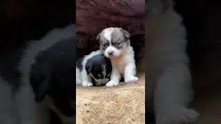 Two puppies leaning against each other for a nap. A beautiful moment 