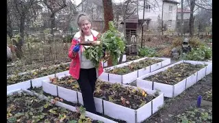 Vegetable garden, beds - plastic panels, daikon.