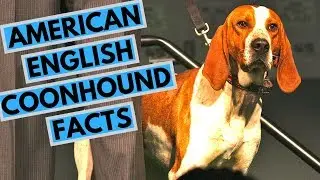 American English Coonhound Dog Breed - Facts and Information