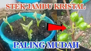 CARA PALING MUDAH STEK JAMBU BIJI KRISTAL AGAR CEPAT TUMBUH AKAR DAN BERBUAH