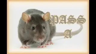 Jelado PASS A - Jerma Rat s Birthday Mixtape