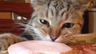 Ordinary day in life of CATS - Funny Cats Compilation 2016