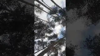 военный лес