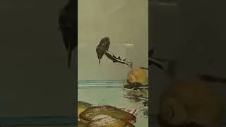 balon balığı VS rad tail cat