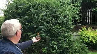 My Garden Robin