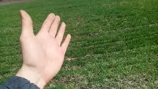 Подкормка озимой пшеницы