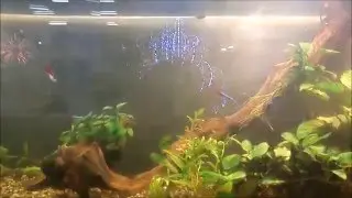 Неоновые рыбки в аквариуме
