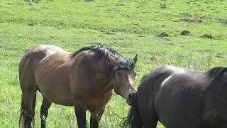 Stallion eyes another mare