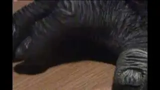 Weregorilla Transformation 3