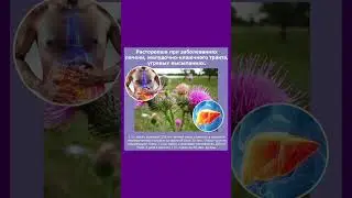 Расторопша при заболеваниях печени и ЖКТ #расторопша #жкт #здоровье  #полезнознать  #рецепты
