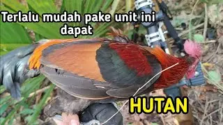 BLACK ANT 🛑MUDAH SEKALI BERBURU AYAM HUTAN PAKE UNIT INI