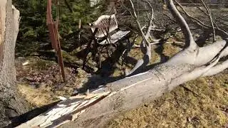 Another Tree Down