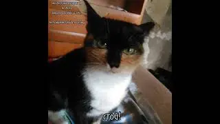 плакала пока делала. #котики #popular #video #meme