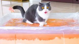 What Can't Cats Walk On? #69