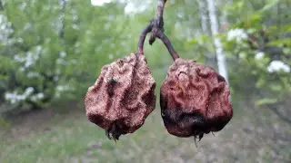 Груша цветёт