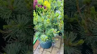 Сосна Нигиши ❤️🌲) продажа в группе телеграмм 