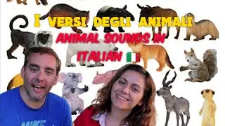 Animal sounds in Italian, meow, bark, neigh, chirp, bleat, moo