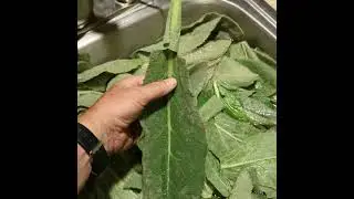 Mullein: A common medicinal plant that is easy to find and use