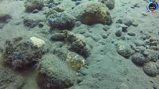 BEST DIVING VIDEO CREATORS UNDER SEA